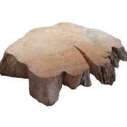 Grosse racine de bois