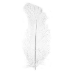 Plume blanche
